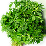 Fenugreek Leaves